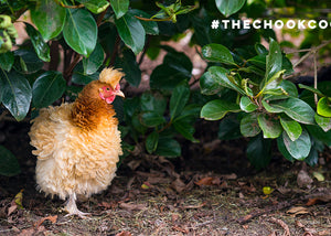 frizzle chicken in garden