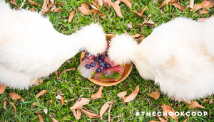 frozen berry ice chicken treats