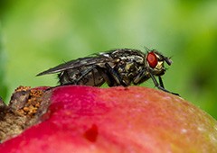 Fruit fly