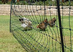 electric chicken fence in backyard with chickens