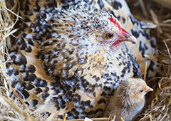 Belgian d'Uccle Mille Fleur chicken on nest with chick