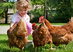 girl-feeding-isa-brown-chickens
