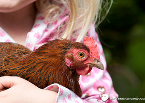 Pet Chickens for Kids - Feathered Fun for the Whole Family!
