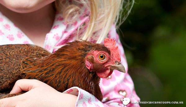 Pet Chickens for Kids - Feathered Fun for the Whole Family!