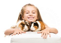 Two guinea pigs and a girl