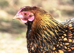 Gold laced Wyandotte chicken profile