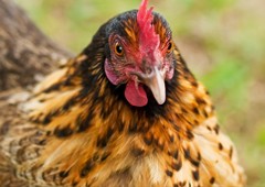 golden bantam chicken