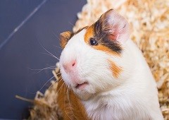 Guinea Pig Behaviour