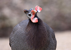guinea fowl poultry