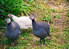 Three guinea fowl chicken on green grass