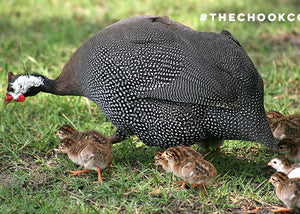 guinea fowl with keets in backyard