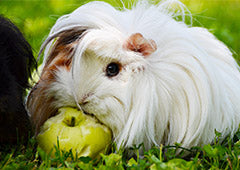 guinea pig eating apple