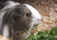 Guinea pig eating leafy greens
