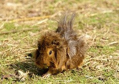 Guinea pig in grass in backyard