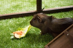 Guinea pig eating lettuce in hutch