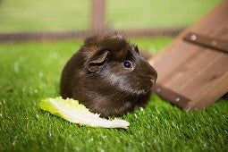 Guinea pig eating lettuce in hutch