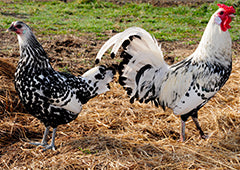 hamburg chicken breed hen rooster