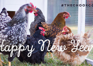 chicken flock in a chook coop