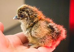 Hatched baby silkie chick