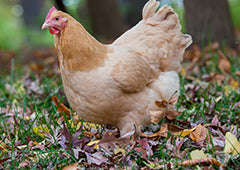 Healthy orpington chicken in backyard