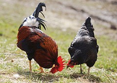 there are many differences between full-grown roosters and hens