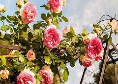 how to grow perfrect roses