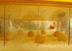 an incubator is an easy and effective way of hatching fertile chicken eggs