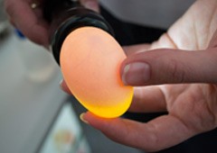 candling in the first week of incubation lets you check that the embyro is developing