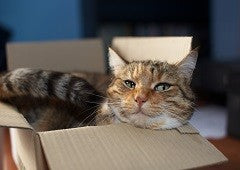 Cat in cardboard box