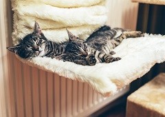 Two cats sleeping on chair