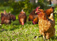 Isa brown chicken foraging in sunlight