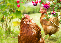 ISA brown chicken in backyard garden