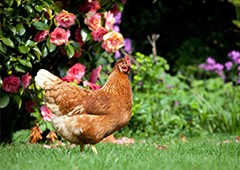 spring is a season in which everything thrives including backyard chickens