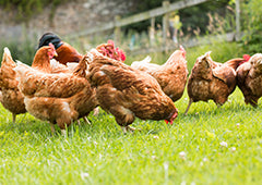 isa brown sex link chickens in backyard