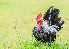 Japanese bantam rooster chicken