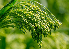 Japanese millet plant