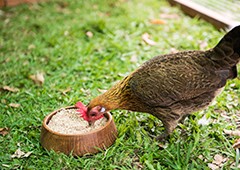 Getting plenty of shell grit means your chickens will lay delicious, healthy eggs