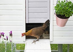 Jungle fowl chicken in Penthouse backyard chicken coop