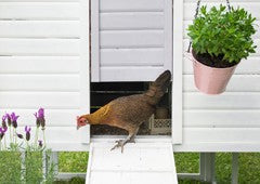 Jungle fowl chicken in Penthouse backyard chicken coop