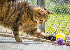 Cat in enclosure playing