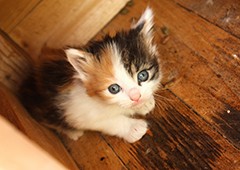 despite their independent personality, cats and kittens need your help to stay happy and healthy