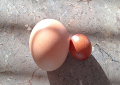 Large chicken egg compared to a small chicken egg