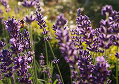 Field of lavender flowers