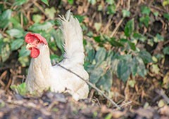 Leghorn chicken in backyard