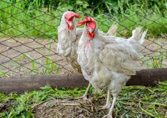 Leghorn chickens moulting