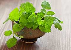 Lemon balm growing in pestle pot