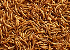 Close up of mealworms