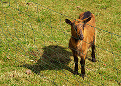 The Ultimate Guide to Using Electric Goat Fencing