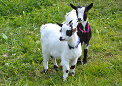 miniature goats in backyard