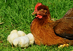 A clucky brown mother hen watching over her baby chicks